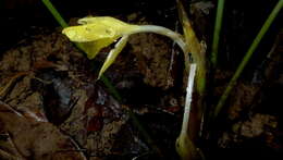 Image de Goeppertia brasiliensis (Körn.) Borchs. & S. Suárez