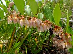 Lyonia lucida (Lam.) C. Koch resmi