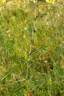 Image of prickly lettuce