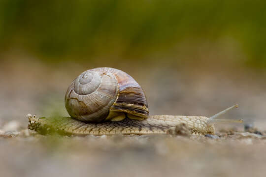 Image of Burgundy snail