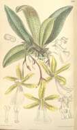 Image of Trichocentrum tigrinum Linden & Rchb. fil.