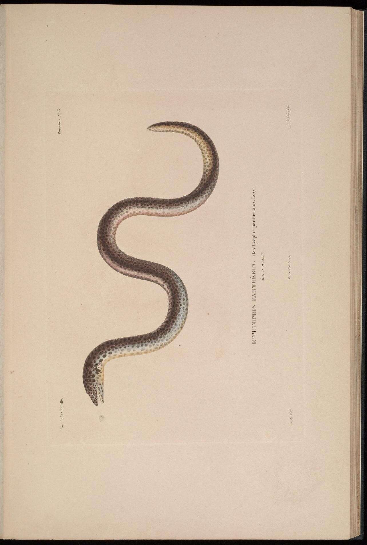 Image of Asian caecilian