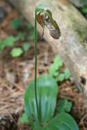 Слика од Cypripedium