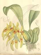 Image de Bulbophyllum graveolens (F. M. Bailey) J. J. Sm.