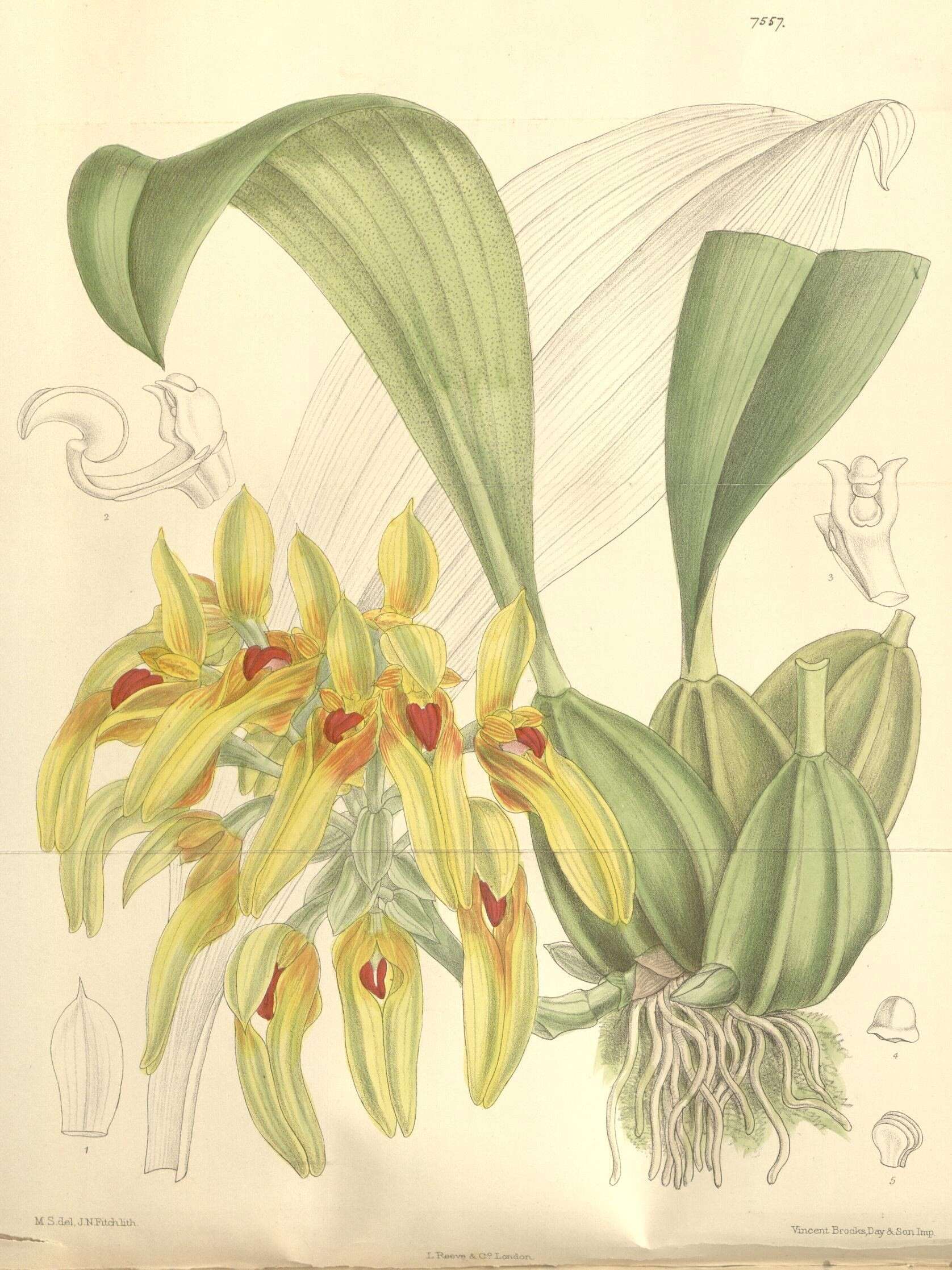 Image de Bulbophyllum graveolens (F. M. Bailey) J. J. Sm.