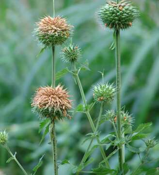 Leonotis nepetifolia (L.) R. Br. resmi