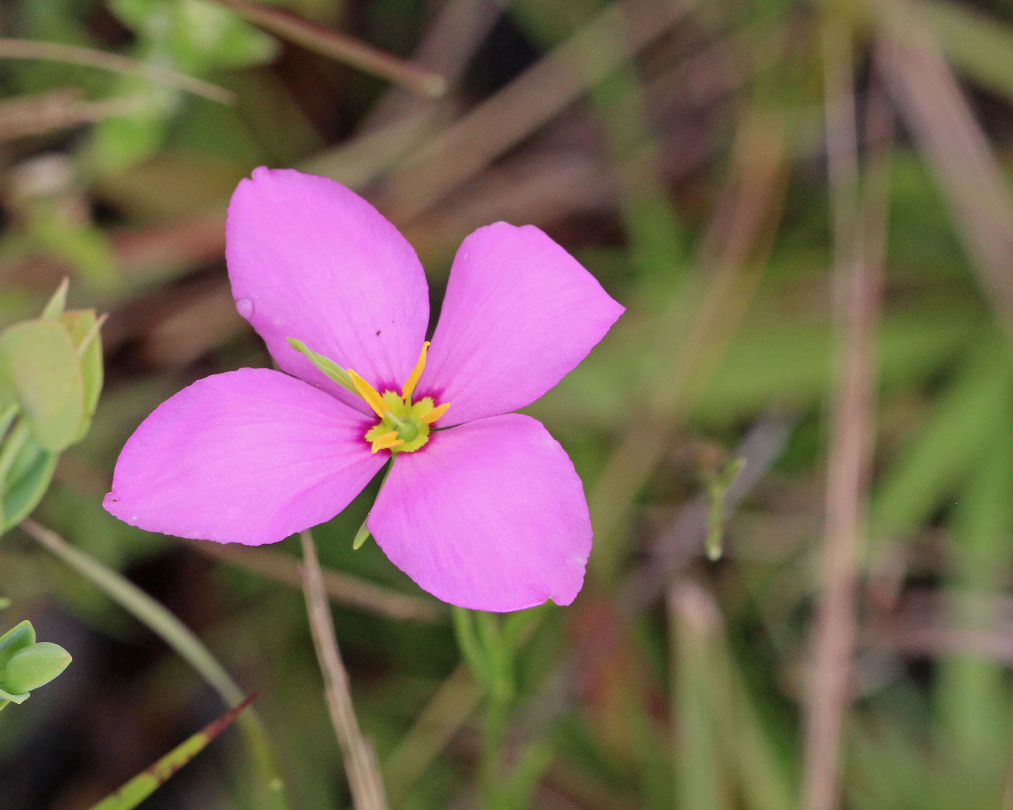 Image of largeflower rose gentian