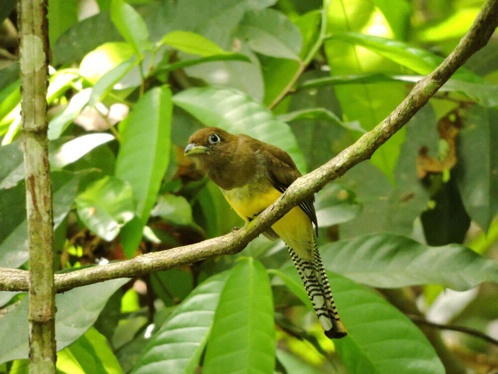 Image of Trogon Brisson 1760