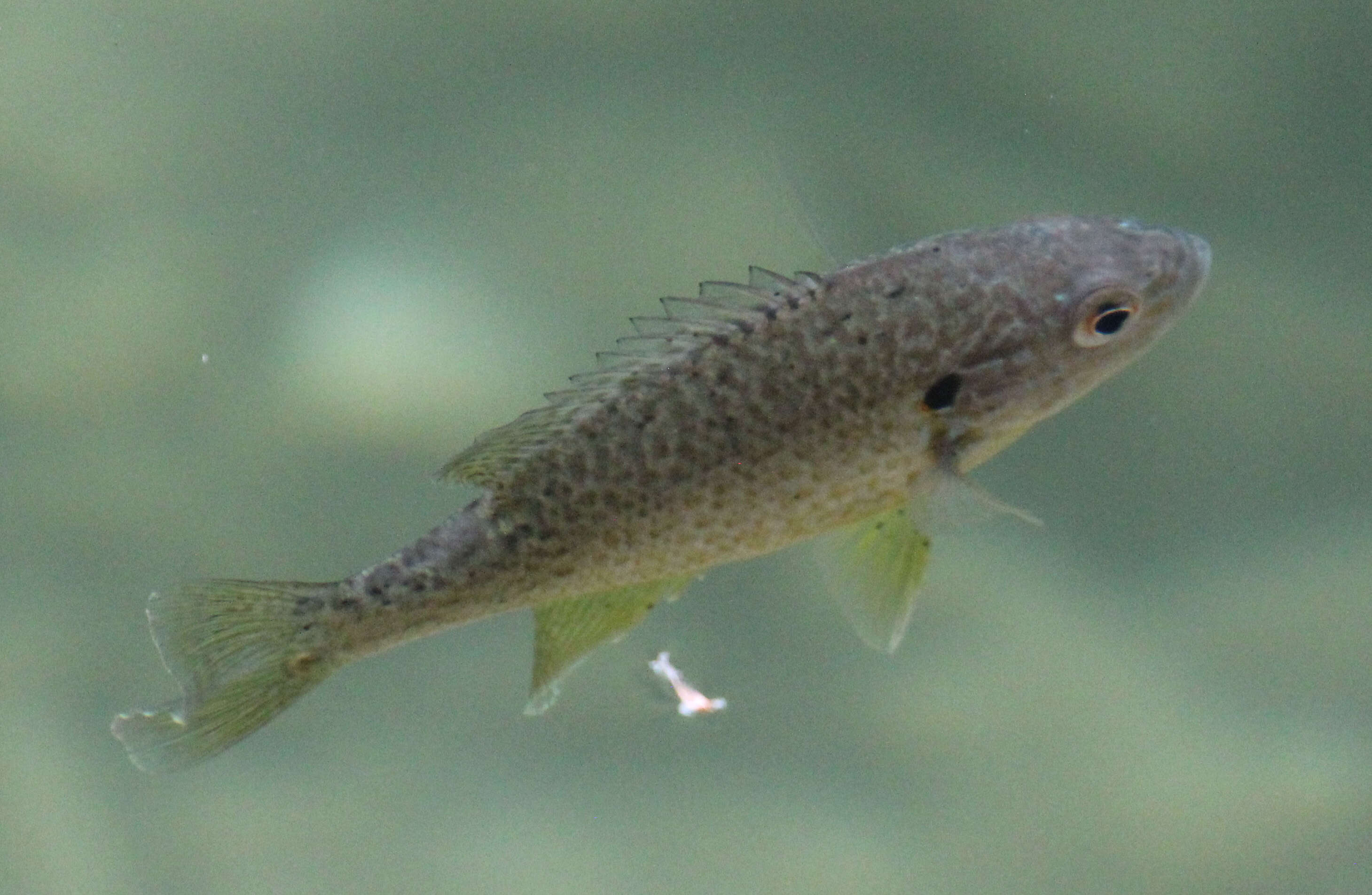 Image of Lepomis