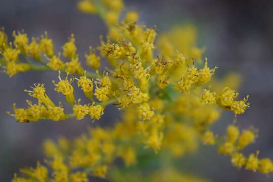 Image of Chapman's goldenrod