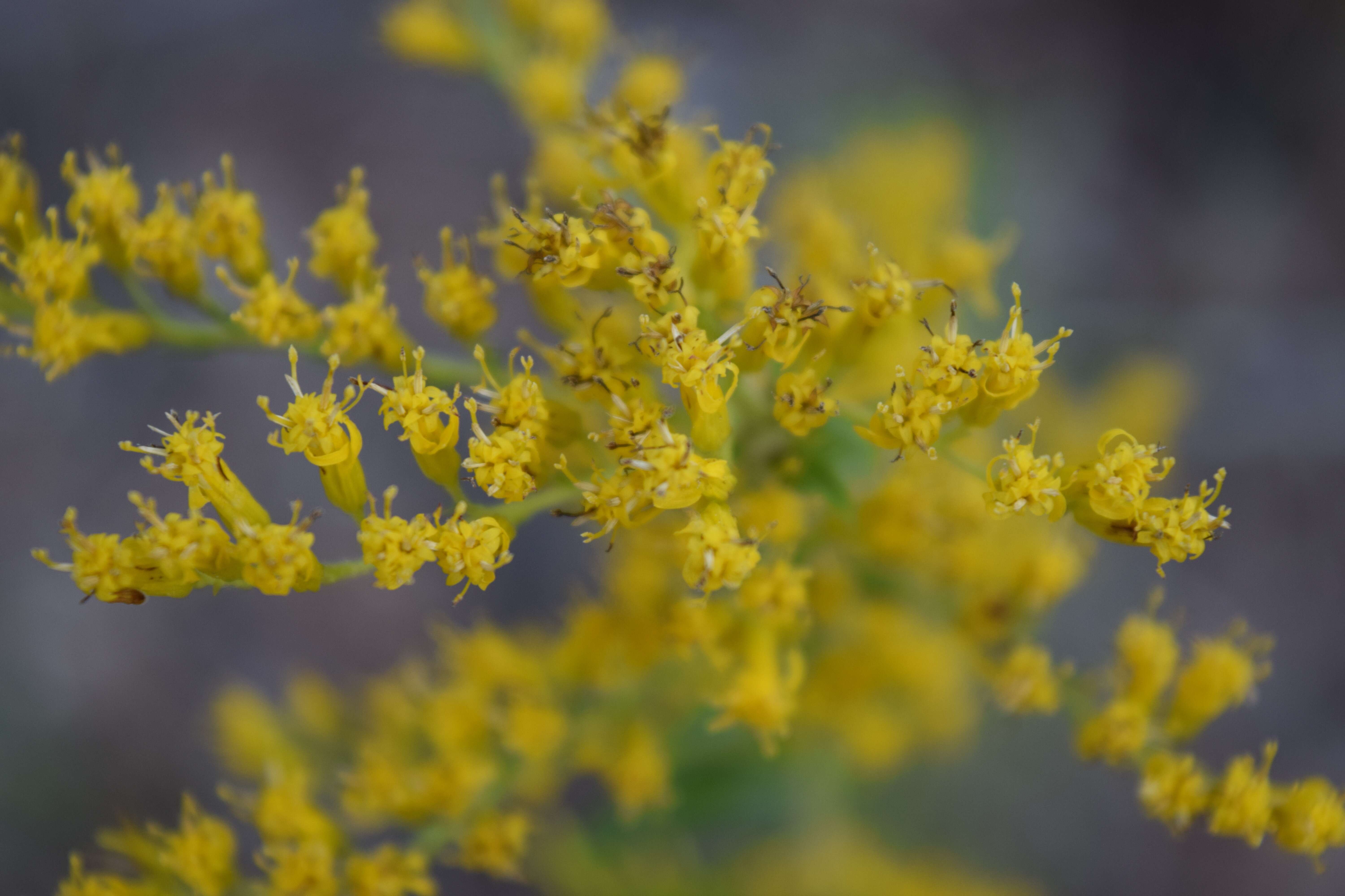 Image of anisescented goldenrod