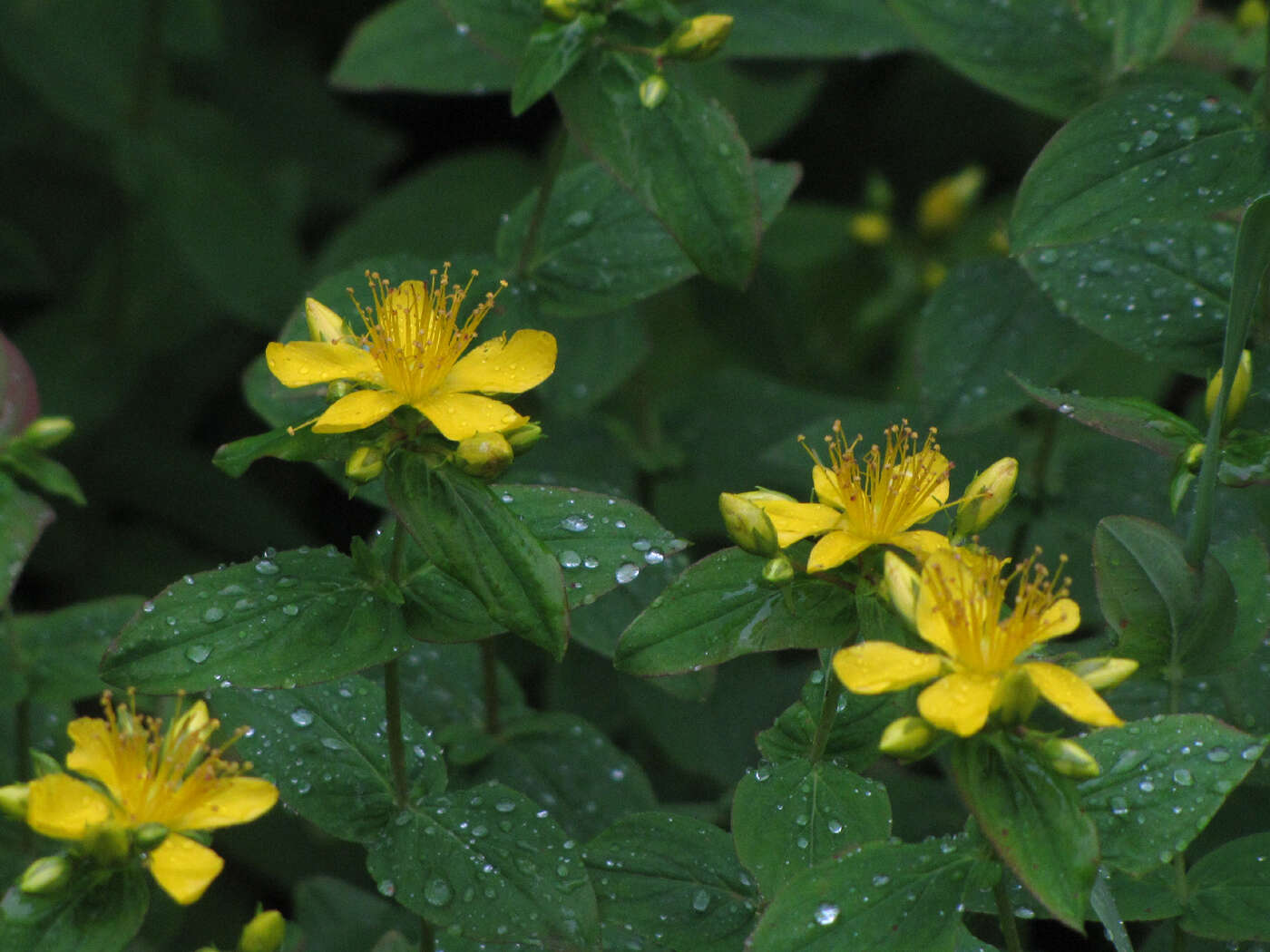 Image of Mountain St. John's-Wort