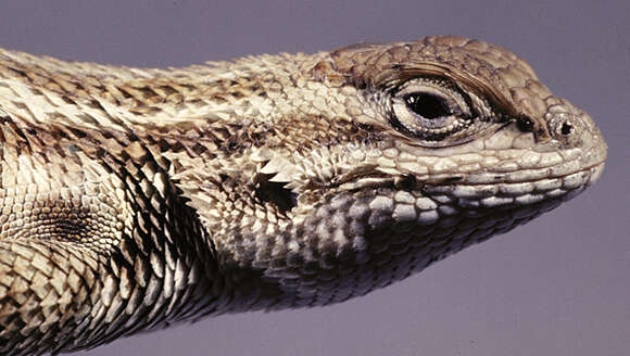 Image of Common Sagebrush Lizard