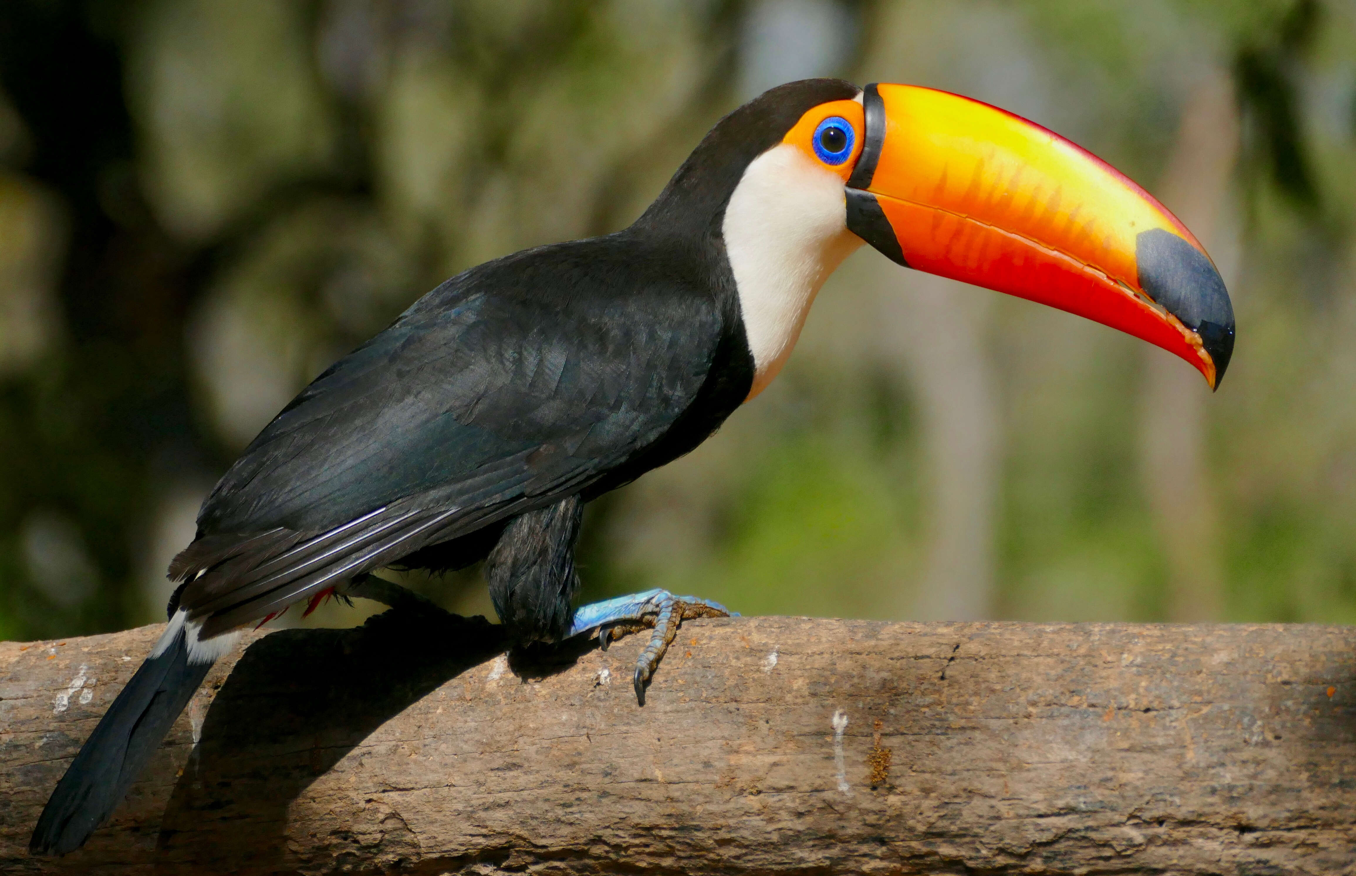 Image of Toucan Sp.