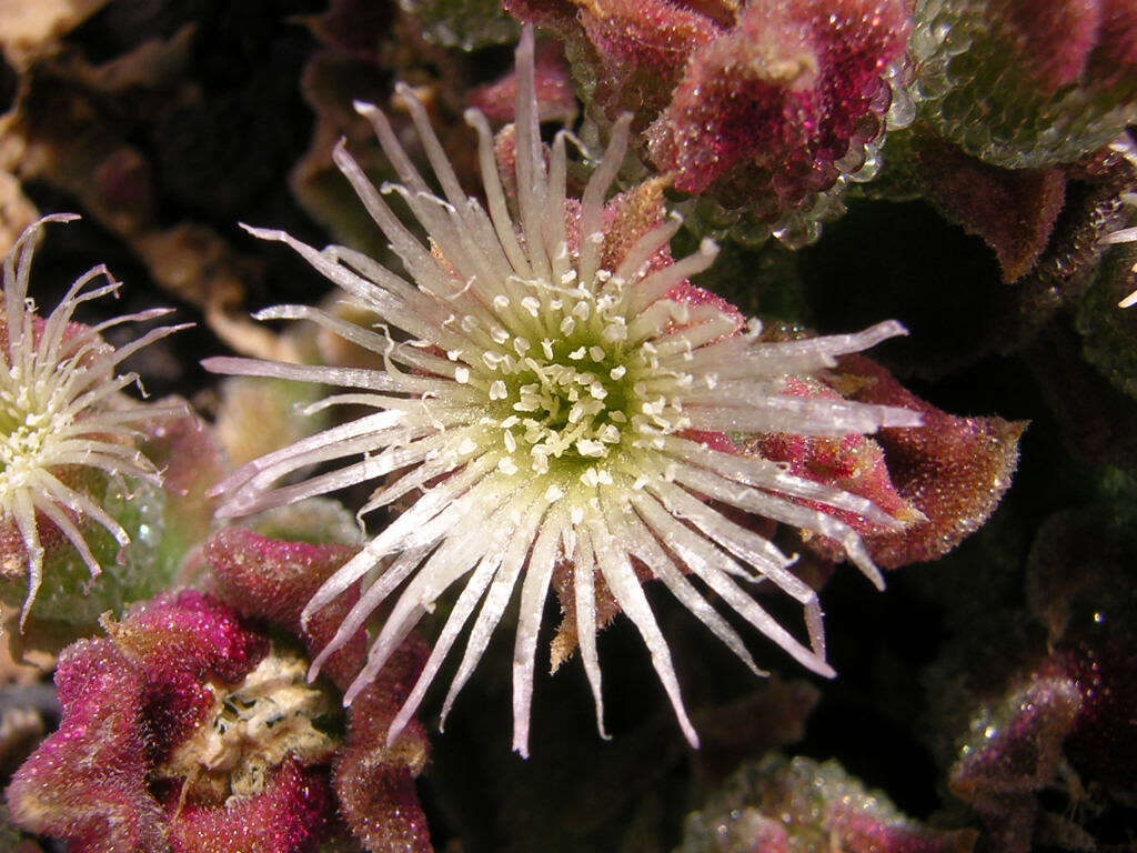 Слика од Mesembryanthemum