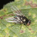 Image of Melanagromyza