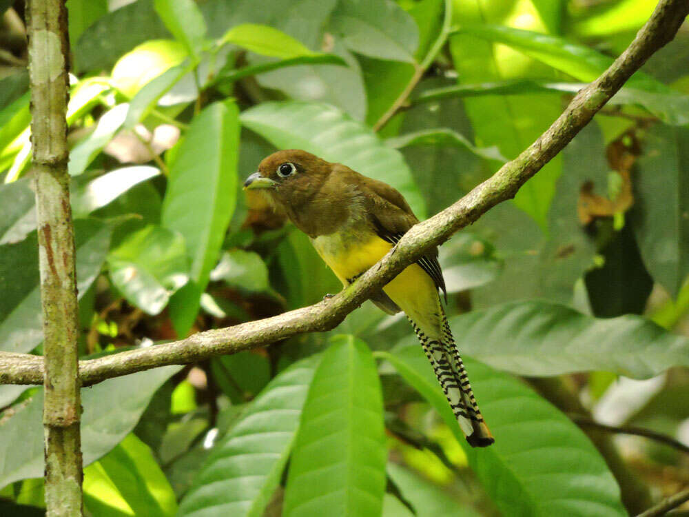 Image of Black-throated Trogon