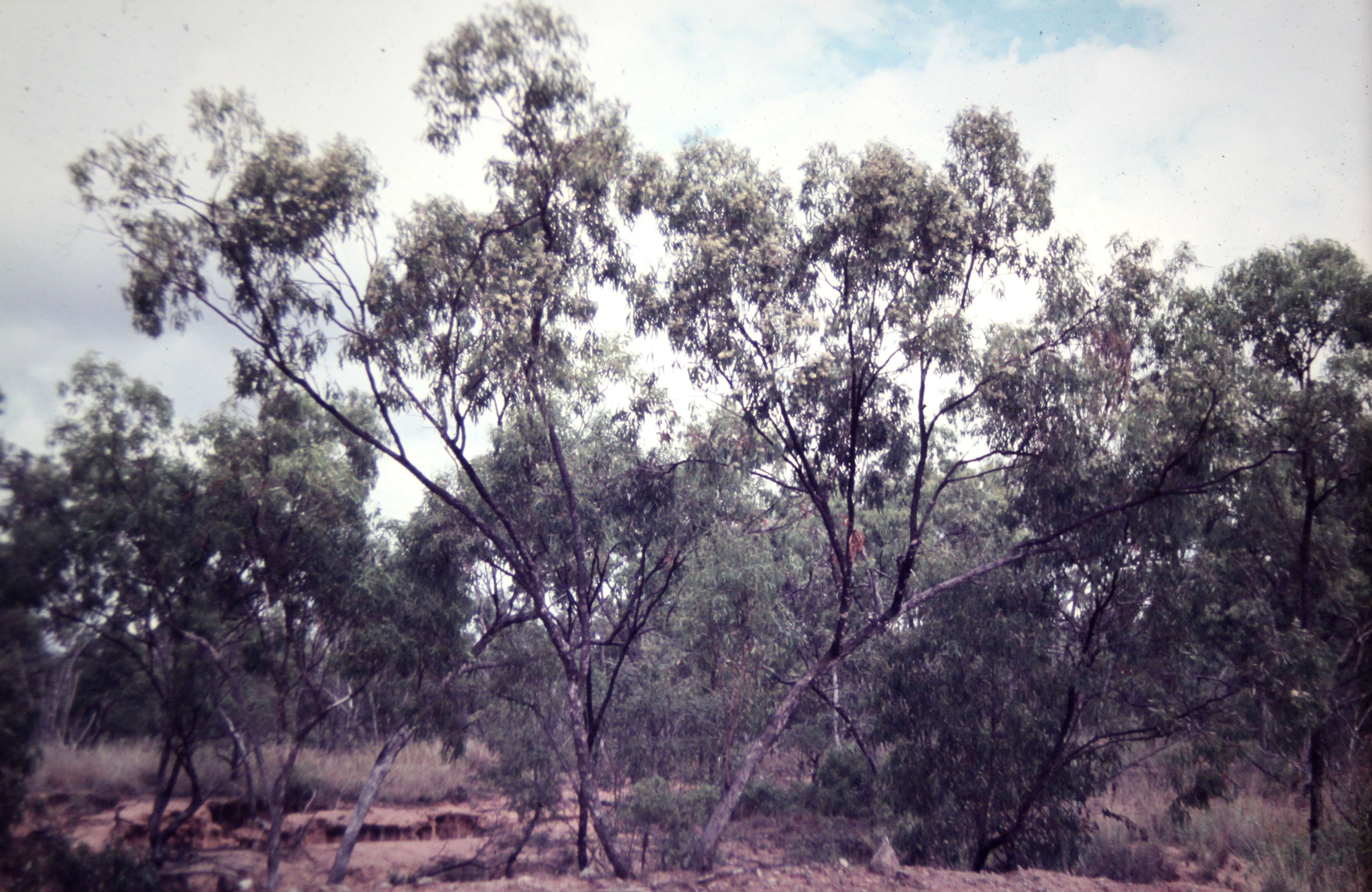 Imagem de Eucalyptus persistens L. A. S. Johnson & K. D. Hill