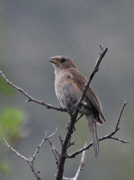 Image of Varied Bunting