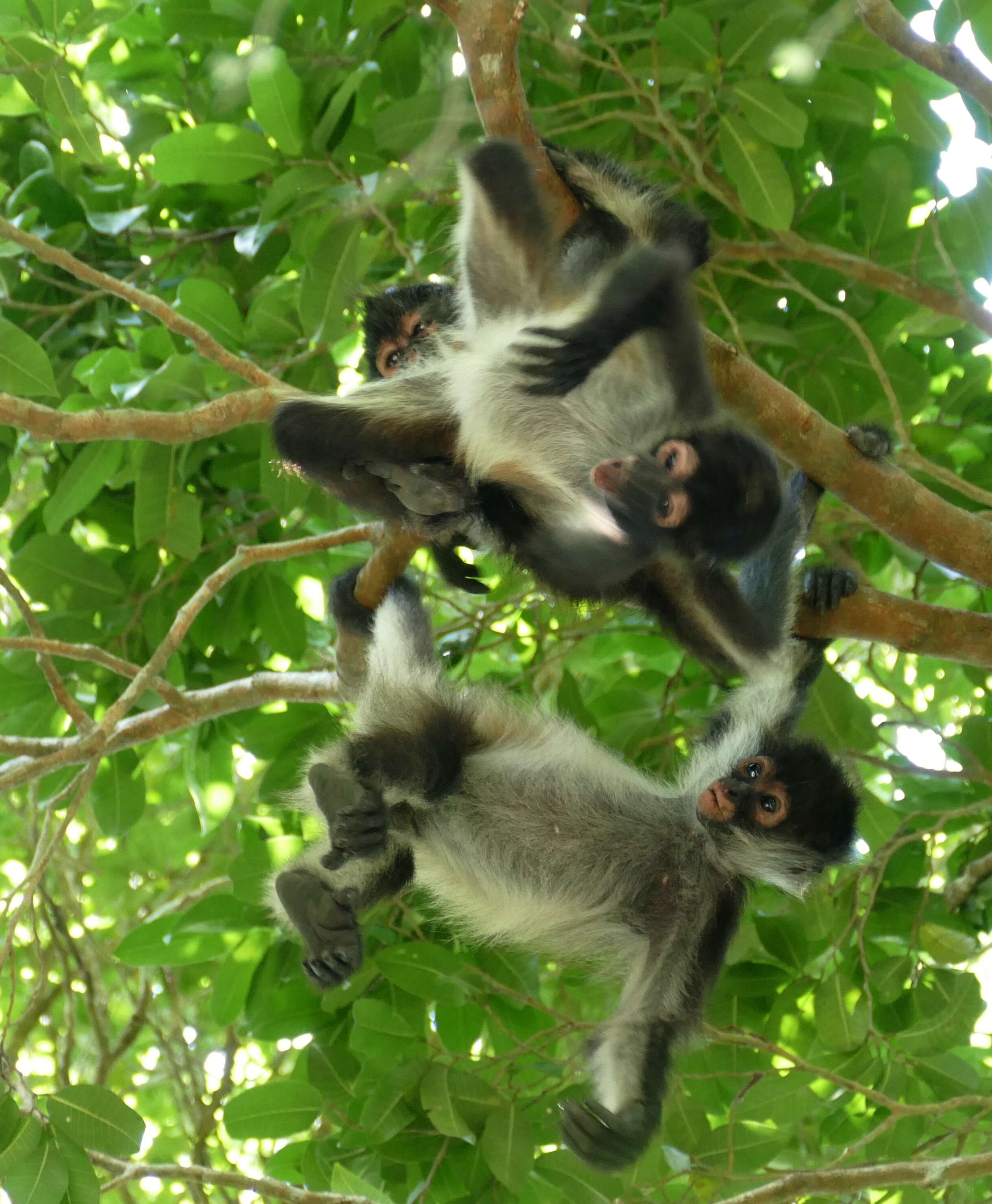 Image of Black-handed Spider Monkey