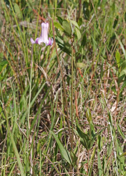 Image of Baldwin's Clematis