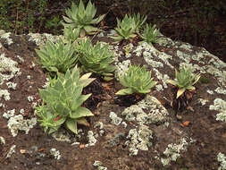 Image of Dudleya