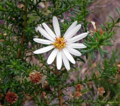 Image of Crimsontip daisybush