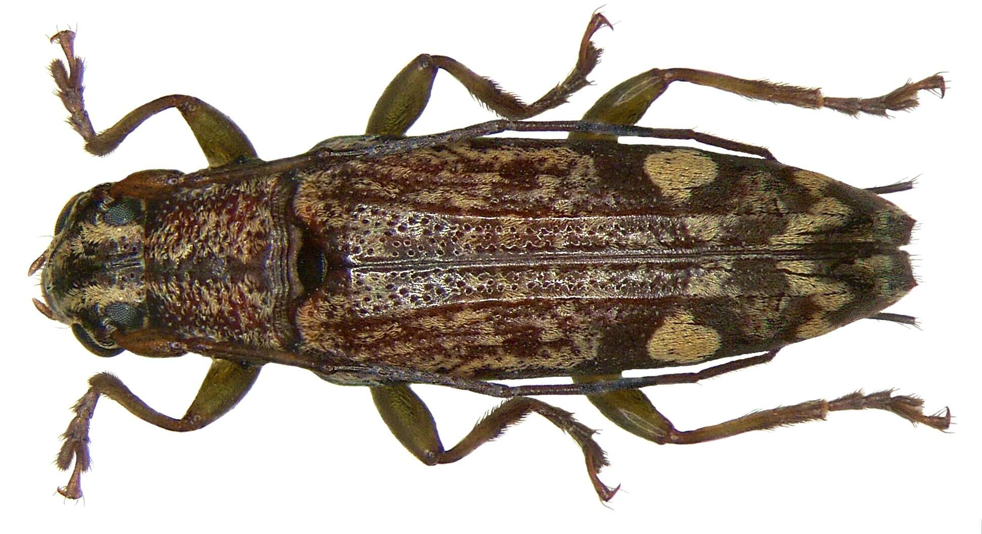 Image of Tmesisternus