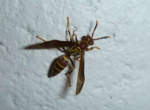 Image of Polistes