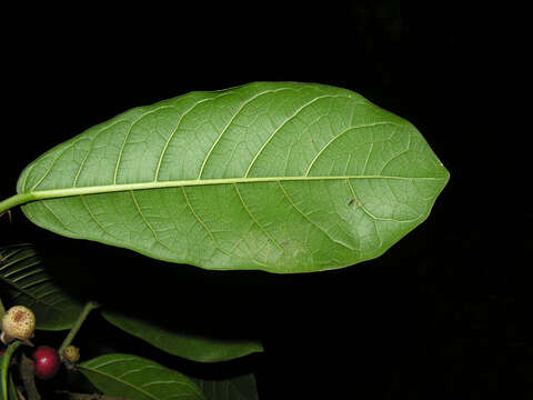 Image of Ficus costaricana (Liebm.) Miq.