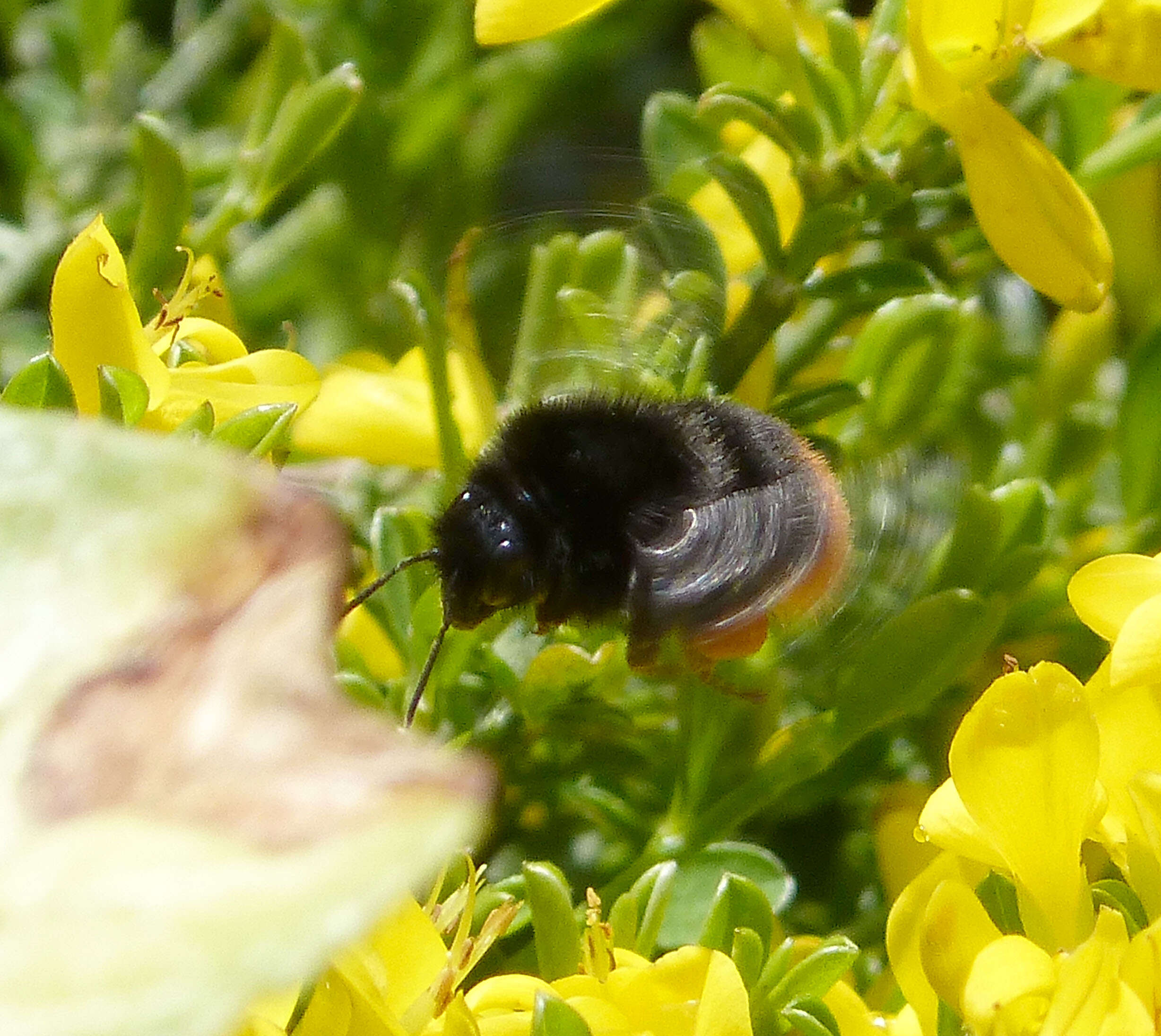 Image of Red tailed bumblebee