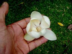 Image of Magnolia coco (Lour.) DC.