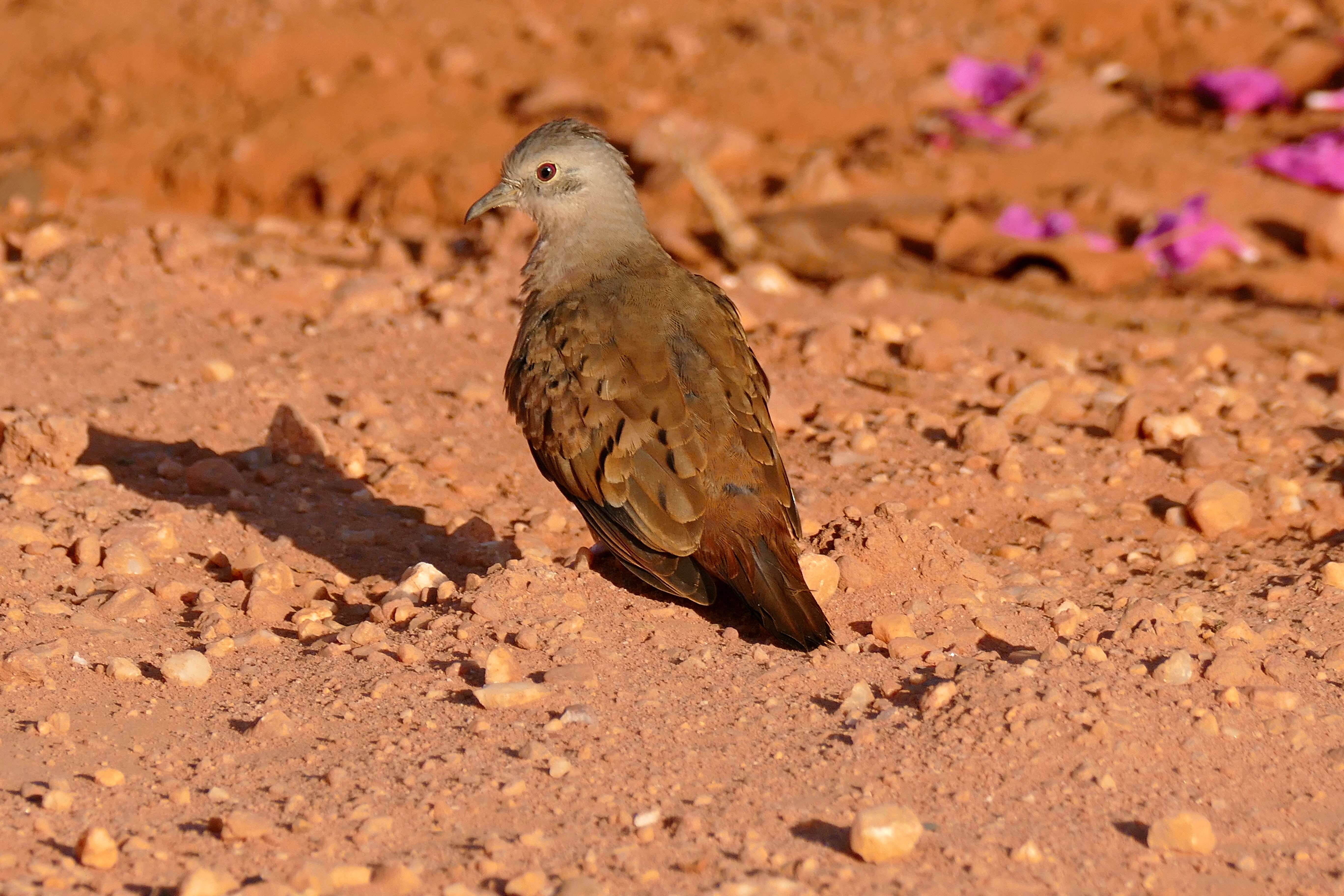 Image of Ruddy Ground Dove