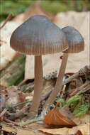 Image of Stump fairy helmet