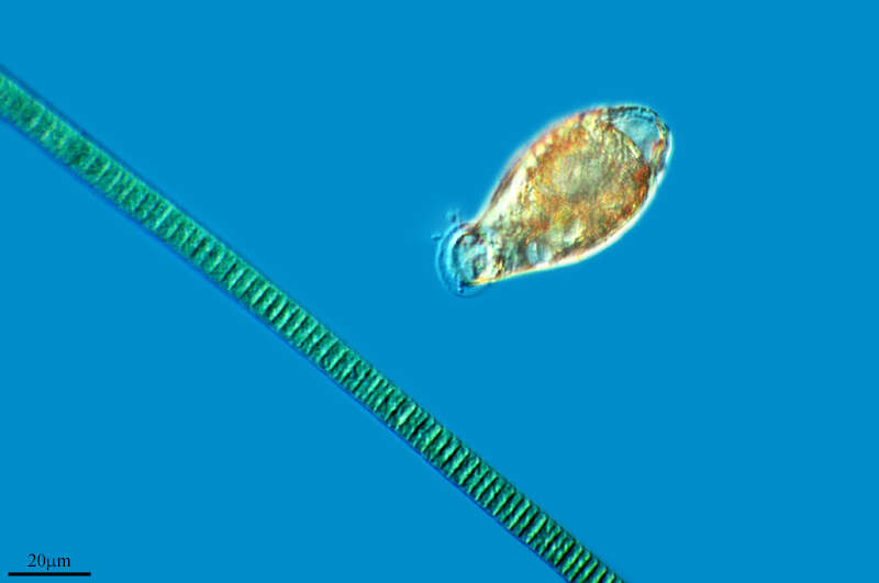 Image of Psammonobiotidae