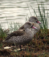 Image of Cape Teal