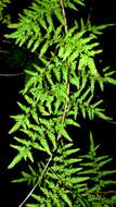 Image of climbing ferns