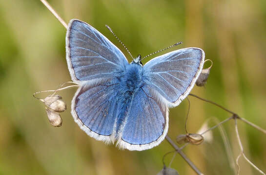 Image of common blue