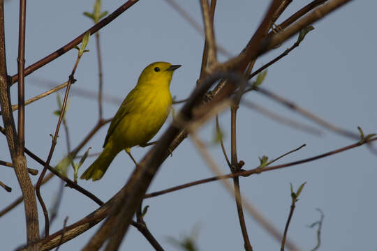 Image of Mangrove Warbler