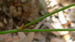 Image of Thysanotus virgatus Brittan