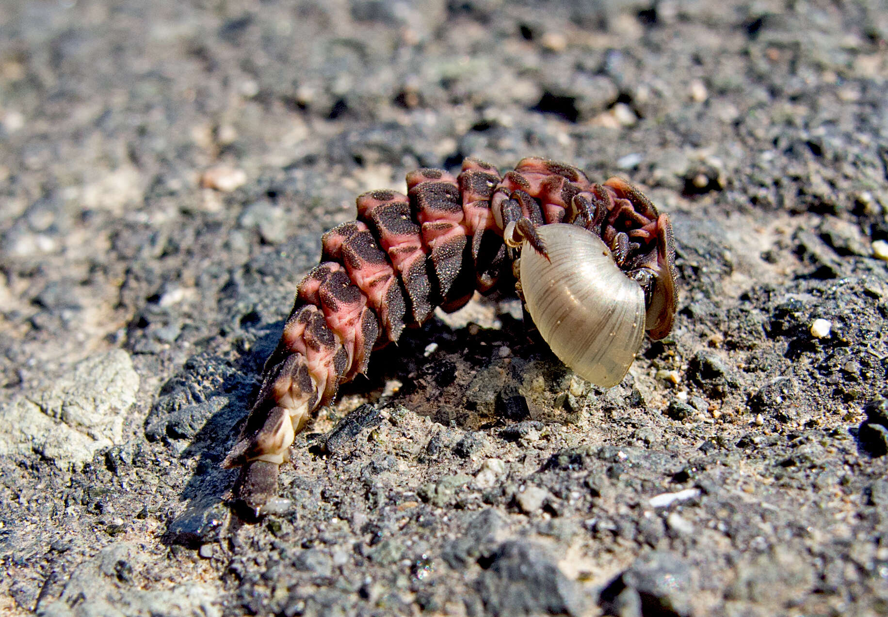 Image of common glow-worm