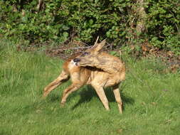 Image of Roe Deer