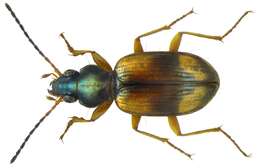 Plancia ëd Bembidion (Peryphus) tetracolum Say 1823