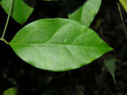 Tassadia obovata Decne.的圖片