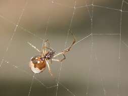 صورة Argyrodes antipodianus O. Pickard-Cambridge 1880