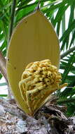 Image of bactris palm