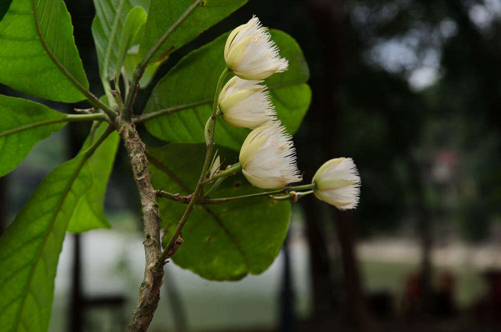 Image of elaeocarpus