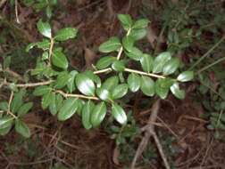 Ilex vomitoria Soland. ex Ait. resmi