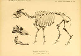 Image of Bubalus C. H. Smith 1827