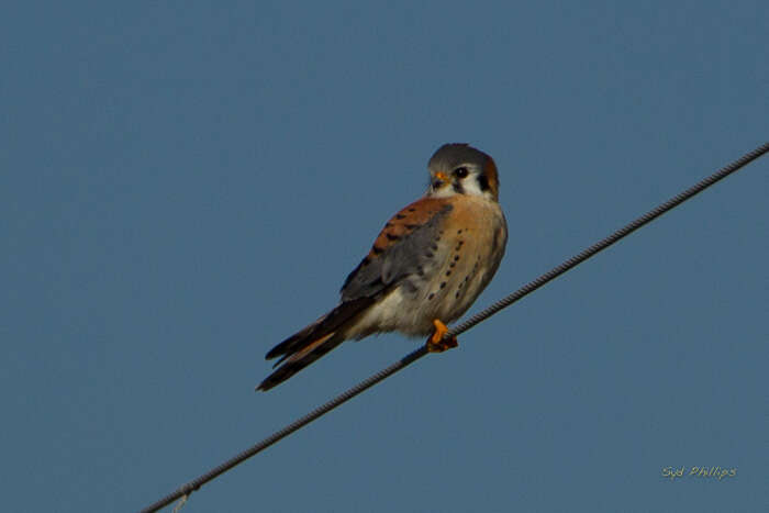 Image of American Kestrel